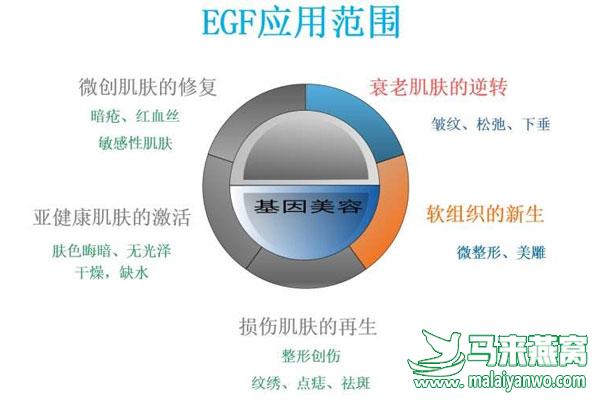 揭秘燕窝中神奇的表皮生长因子（EGF）