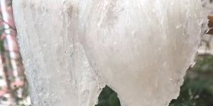 冬天燕窝泡发难？别慌，我教你！