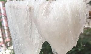 冬天燕窝泡发难？别慌，我教你！