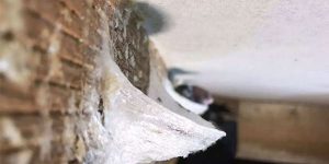 燕窝产量有那么多吗？