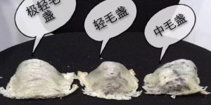 毛多的燕窝好吗
