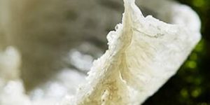 吃燕窝禁忌你知道吗 燕窝不能和什么一起吃，什么食物和燕窝相克缩略图